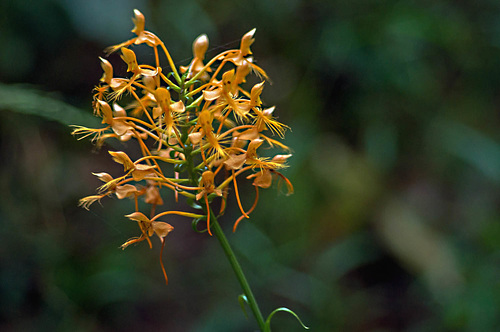 Fringed Orchid