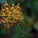 Fringed Orchid
