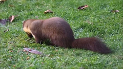 Pine Marten sunshine breakfast