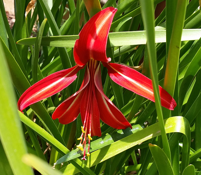 jacobean lily