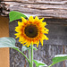 Always love a Sunflower