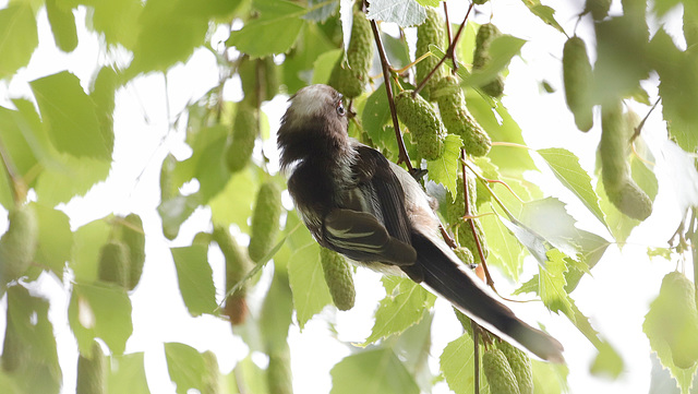 Mésange longue queue (Aegithalos caudatus)