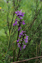 Anacamptis morio, Penedos