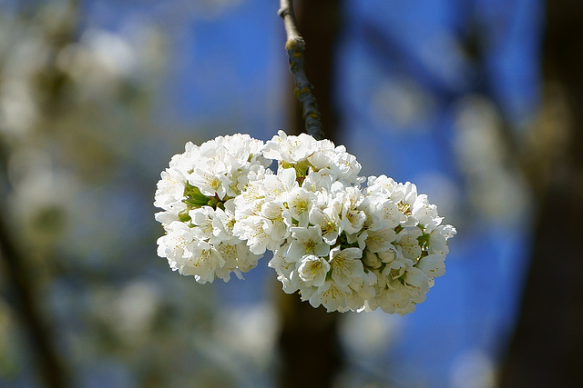 Kirschblüten III