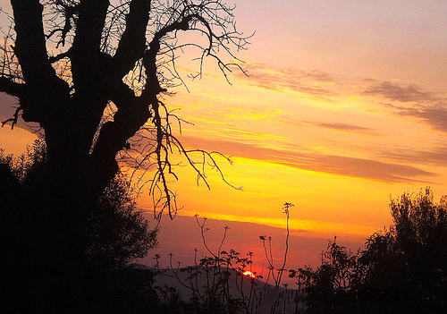 vieil arbre au couchant.