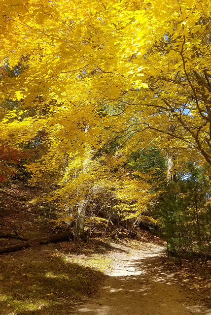 Autumn Color