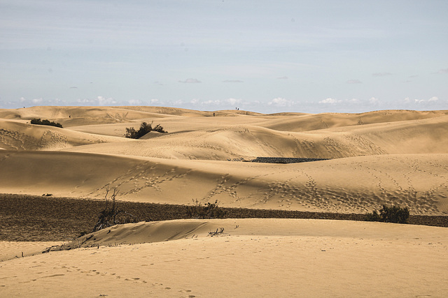 The Dunes of Maspalomas