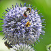 20230716 2191CPw [D~LIP] Kugeldistel, Honigbiene, Gelbbindige Furchenbiene, Steinhummel, Bad Salzuflen