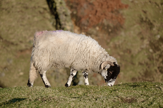 Black Face Sheep