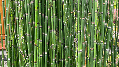 Green in Monochrome: Green (4) Green in Monochrome: Green (4)