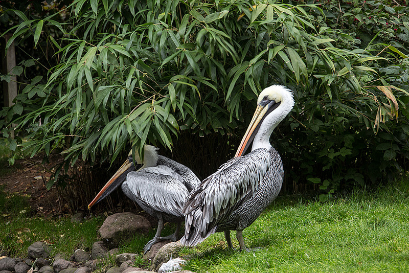 20140926 5488VRAw [D~SFA] Pelikan, Vogelpark, Walsrode