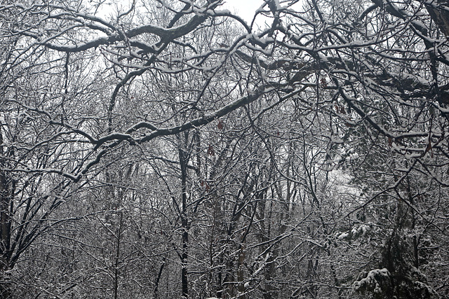 Snow in the Woods