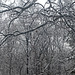Snow in the Woods