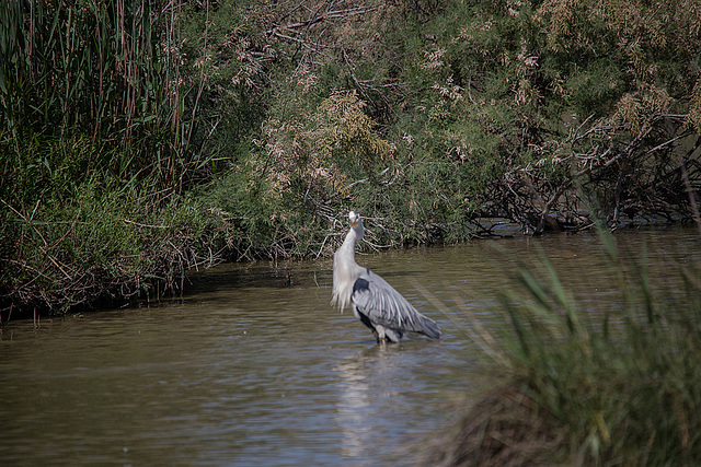 20150518 7887VRTw [R~F] Graureiher (Ardes cinerea), Parc Ornithologique, Camargue