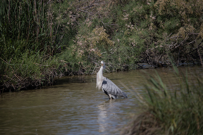 20150518 7887VRTw [R~F] Graureiher (Ardes cinerea), Parc Ornithologique, Camargue