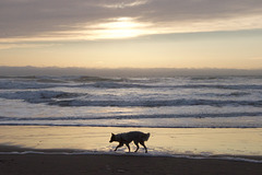 Entre  chien et loup à la nuit tombée sur Ocean Beach(SF-CA)