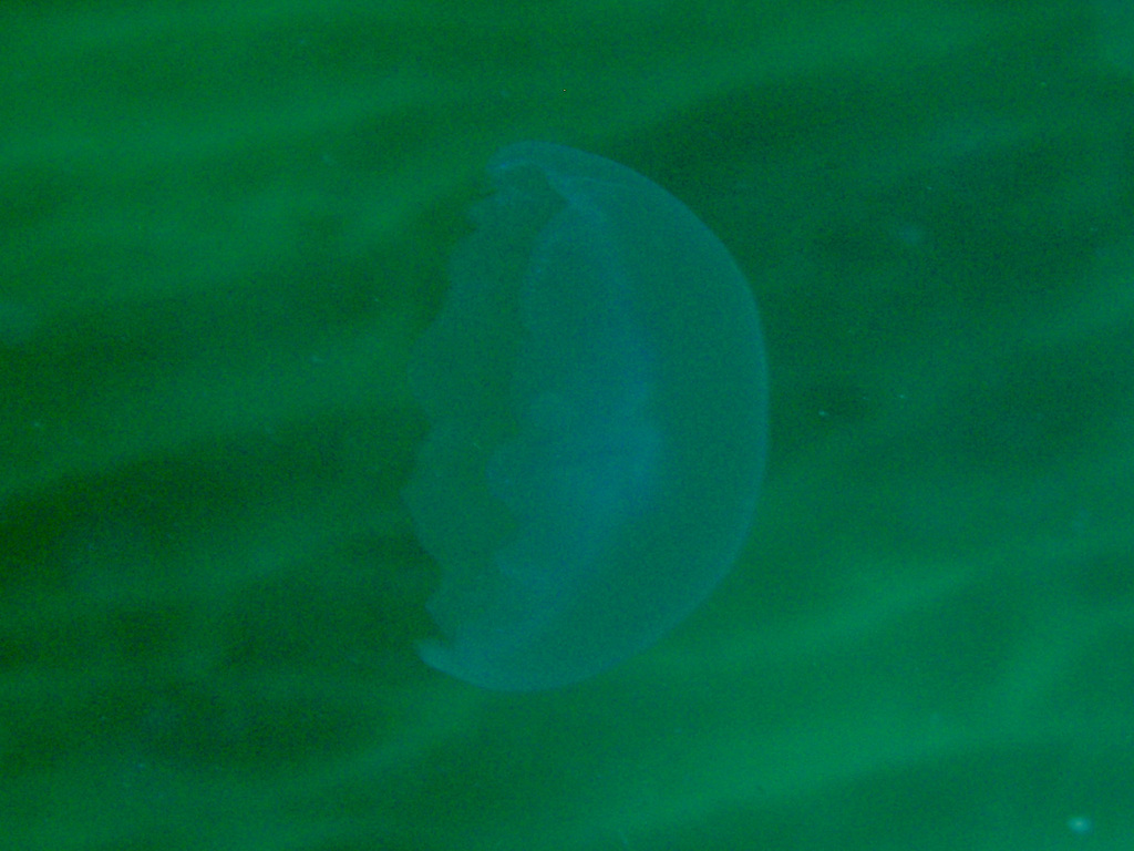 Медуза / Jellyfish
