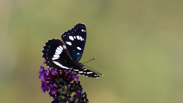 Sylvain azuré (Limenitis reducta)