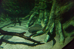 Meeres Auquarium Zella-Mehlis