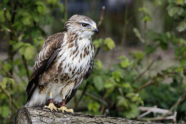 Buzzard