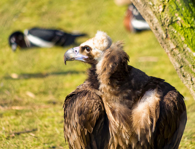European vulture (2)