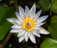 Nénuphar de Daubeny
