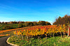 Herbstliche Weinberge bei Bad Neuenahr