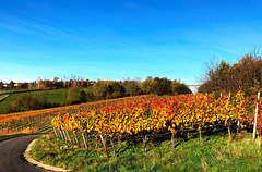 Herbstliche Weinberge bei Bad Neuenahr