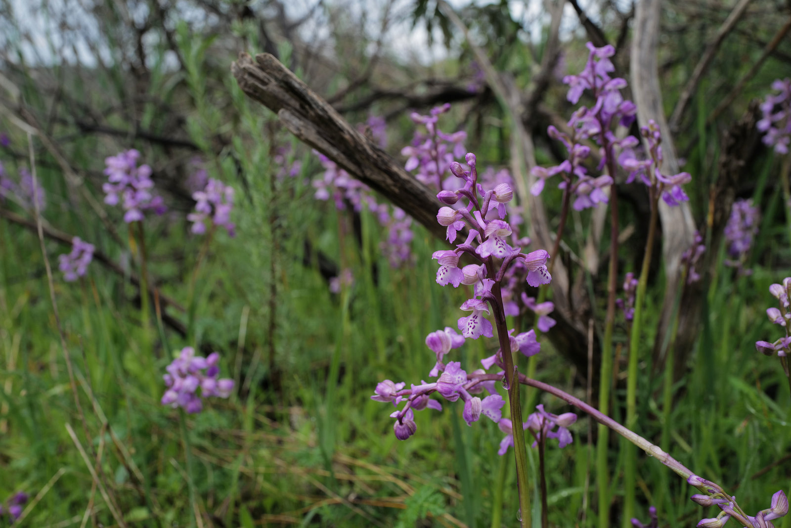 Anacamptis morio, Penedos