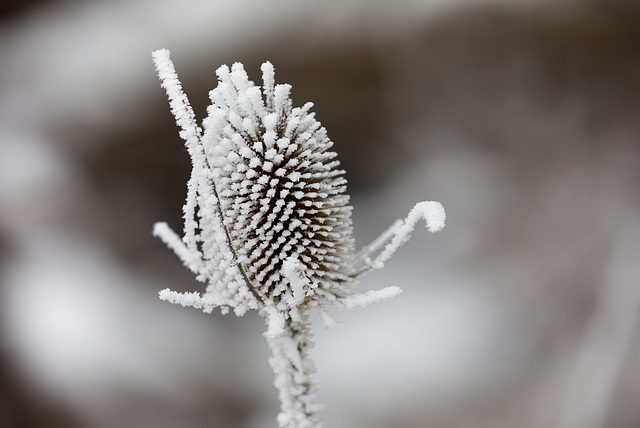 Distel einzeln Winterstimmung