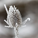 Distel einzeln Winterstimmung
