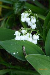bon 1 er mai