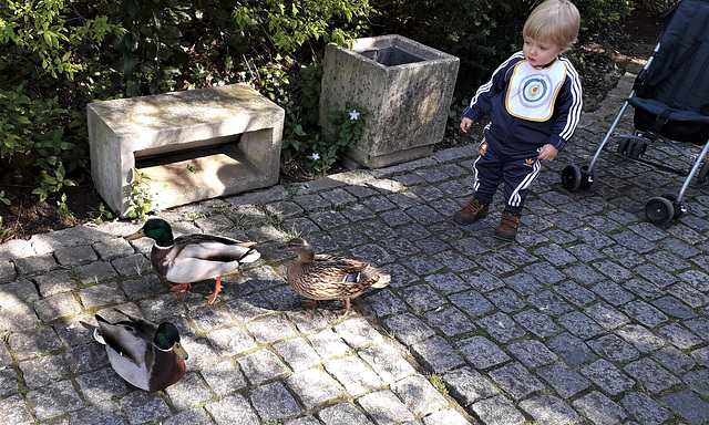 Curious about the ducks.