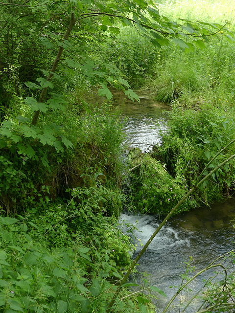 20230606 -08 Lozère tritons (36)