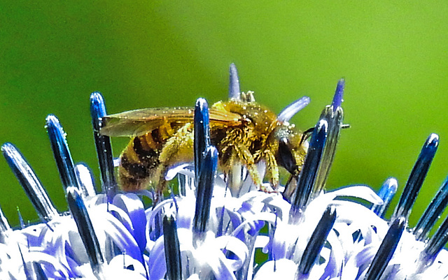 20230716 2197CPw [D~LIP] Kugeldistel, Gelbbindige Furchenbiene, Bad Salzuflen