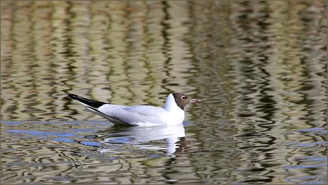 Mouette  rieuse