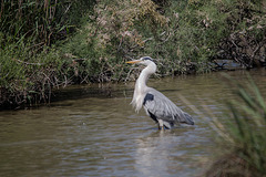 20150518 7888VRTw [R~F] Graureiher (Ardes cinerea), Parc Ornithologique, Camargue