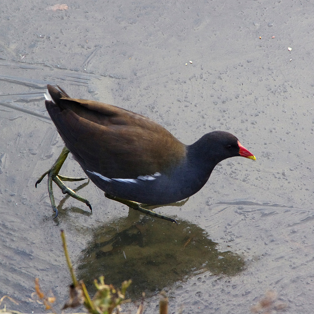 Moorhen