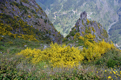 Cytisus striatus