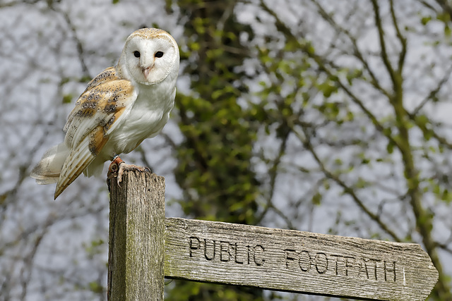 Barn Owl