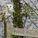 Barn Owl