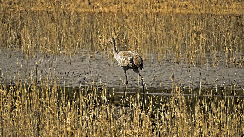 20190410 4762CPw [D~PM] Kranich, Schilf (Phragmites australis), Reckahner Fischteiche, Reckahn, Kloster Lehnin