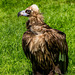 European vulture (3)