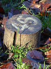 Painswick Rococo Garden (28) - 19 January 2020