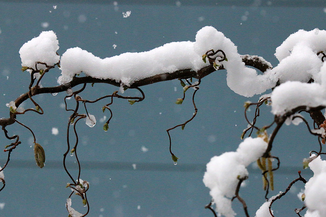 Freezing a snow flake (Explored)