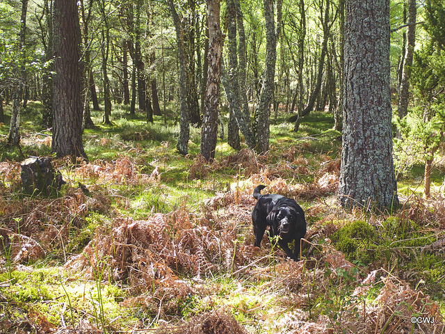 I tell you: there is a pheasant here definitely!