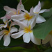 Plumeria - Kokohead Crater Botanical Gardens