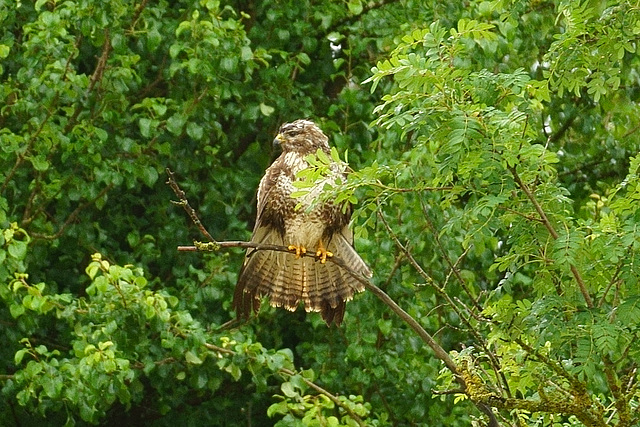 Mäusebussard nach unfreiwilligem Duschbad