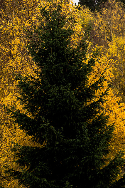 Wald, Benneckenstein