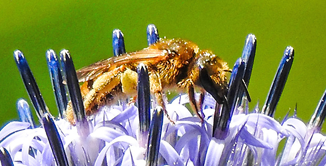 20230716 2198CPw [D~LIP] Kugeldistel, Gelbbindige Furchenbiene, Bad Salzuflen